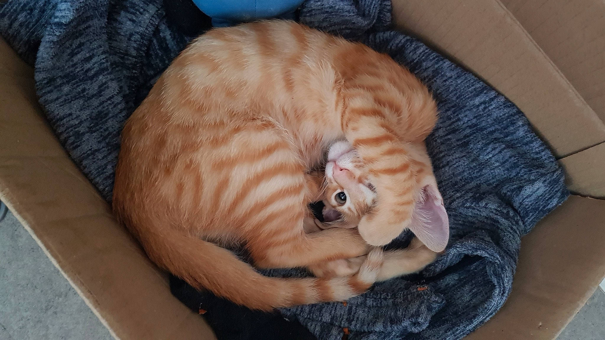 Naruto participe au concours pour gagner de l'argent avec cette photo : carnivore, cat, cat_bed, cat_supply, comfort, companion_dog, dog_breed, domestic_short_haired_cat, fawn, felidae, fur, paw, pet_supply, small_to_medium_sized_cats, snout, tail, terrestrial_animal, toy, whiskers, wood