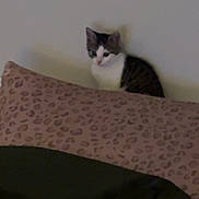 Pingles joined the competition — help win amazing prizes! cat, animal, pet, indoor, pillow, leopard_print, blanket, cozy, wall, feline, curious, domestic, soft_furniture, resting, small_cat, cute, furry, black_and_white, patterned, home