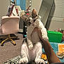 Pingles is registered to the contest to win money with this photo: kitten, cat, hand, indoor, furniture, mirror, chair, vanity, carpet, blanket, person, pet, cute, curious, white, gray, paws, animal, cozy, room
