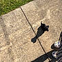 Banjo-Sausage joined the competition — help win amazing prizes! dog, puppy, sidewalk, shadow, grass, concrete, person, shoes, food_container, outdoor, sunlight, casual, small_dog, black_dog, walking, standing, daytime, human, footwear, holding