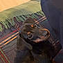 Banjo-Sausage is registered to the contest to win money with this photo: dog, black_and_tan, carpet, blanket, fringe, floor, indoor, pet, canine, looking_up, fur, animal, domestic_animal, companion, person_leg, pants, pattern, texture, cute, curious