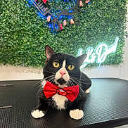 Muffin is registered to the contest to win money with this photo: animal, black_and_white_fur, cat, close_up, cute, decor, domestic_cat, greenery, indoor, leafy_wall, neon_sign, pet, pink_flowers, pink_nose, posing, red_bow_tie, table, tuxedo_cat, whiskers, yellow_eyes