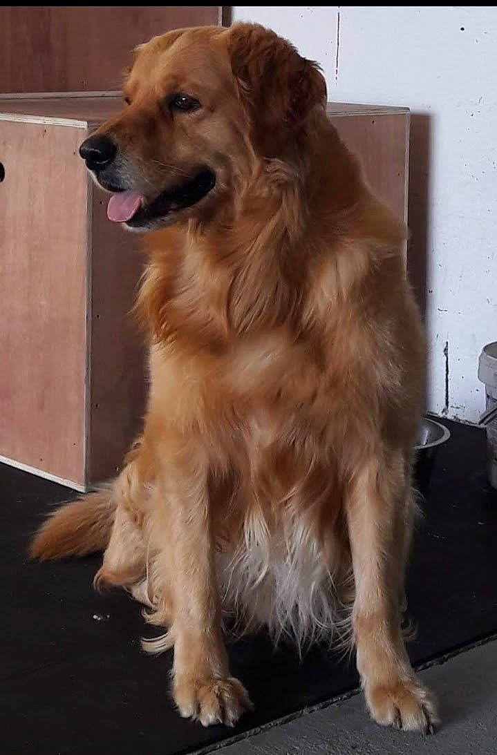 Jeck participe au concours pour gagner de l'argent avec cette photo : ancient_dog_breeds, canidae, carnivore, companion_dog, dog, dog_breed, fawn, fur, gun_dog, liver, snout, sporting_group, terrestrial_animal, whiskers, working_animal, working_dog