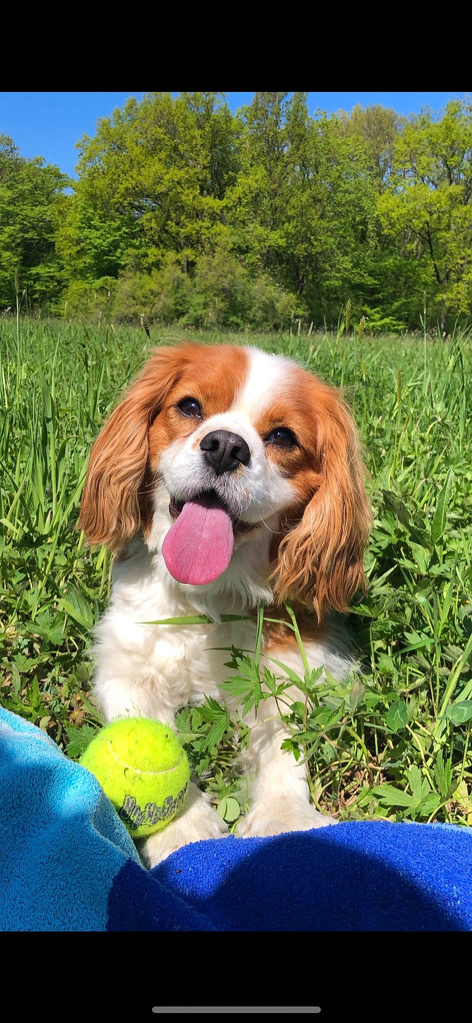 Lucky a rejoint le concours — aidez-le/la à gagner de superbes lots ! ball, blue, canidae, carnivore, cavalier_king_charles_spaniel, companion_dog, dog, dog_breed, dog_supply, fawn, fur, grass, green, liver, nature, plant, snout, sporting_group, tennis_ball, tree