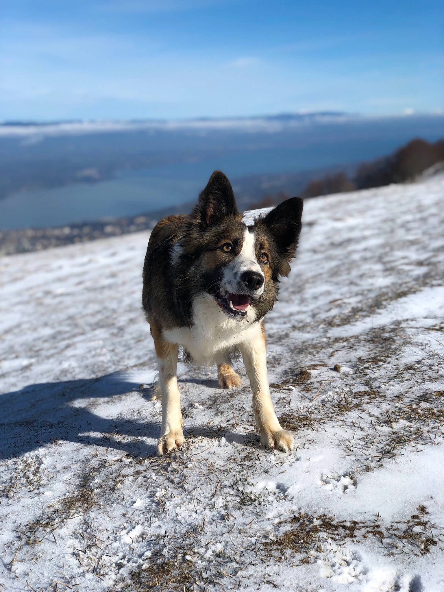Night participe au concours pour gagner de l'argent avec cette photo : adventure, canidae, carnivore, cloud, companion_dog, dog, dog_breed, freezing, herding_dog, horizon, landscape, ocean, recreation, sky, snow, sporting_group, water, wildlife, winter, working_dog