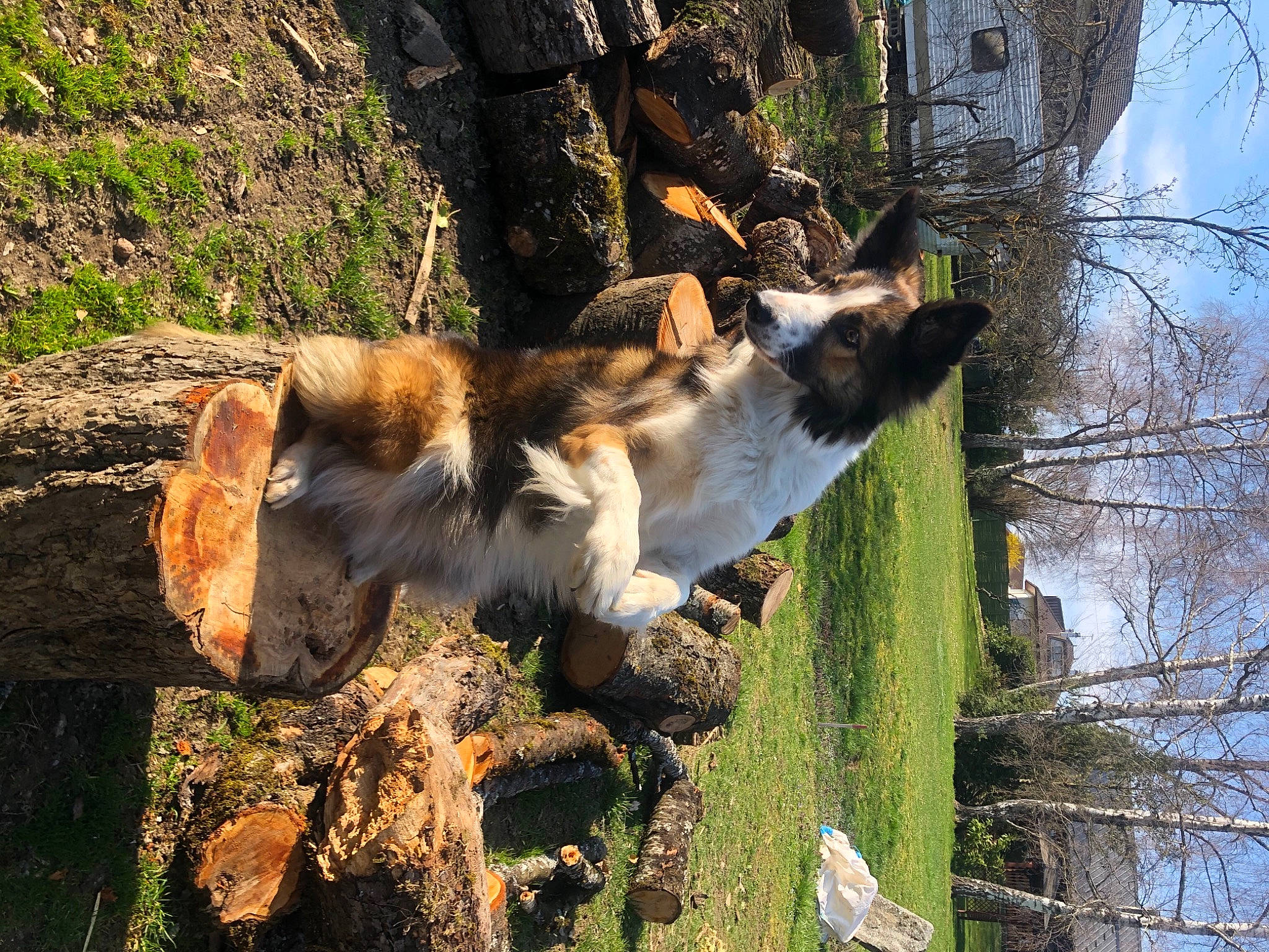 Night a rejoint le concours — aidez-le/la à gagner de superbes lots ! art, biome, carnivore, cloud, companion_dog, dog, dog_breed, fawn, felidae, grass, landscape, natural_landscape, plant, sky, sunlight, tail, tree, trunk, water, wood