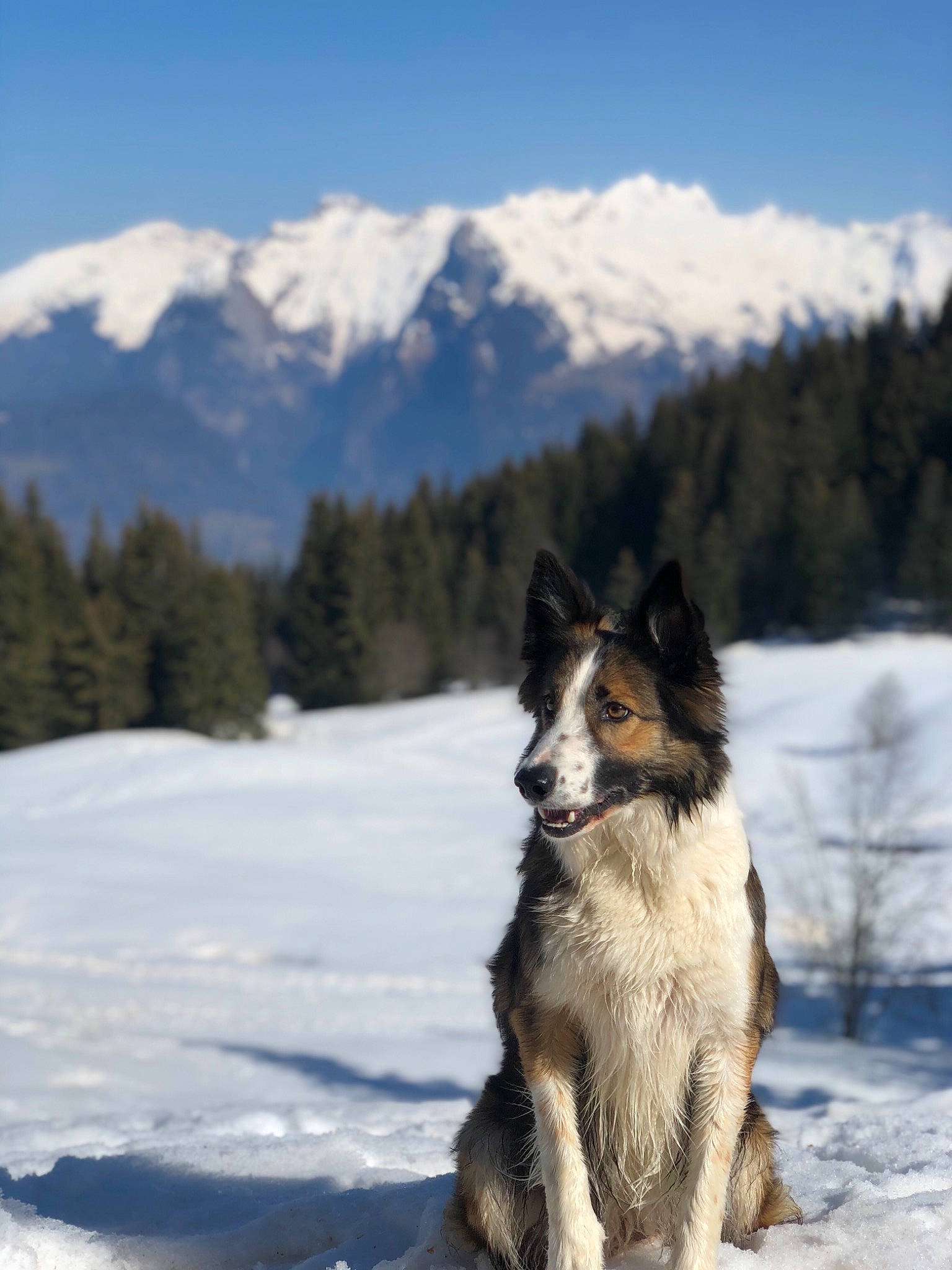 Night a rejoint le concours — aidez-le/la à gagner de superbes lots ! border_collie, canidae, carnivore, cloud, companion_dog, dog, dog_breed, freezing, herding_dog, mountain, mountain_range, plant, recreation, sky, snout, snow, sporting_group, tree, vertebrate, winter