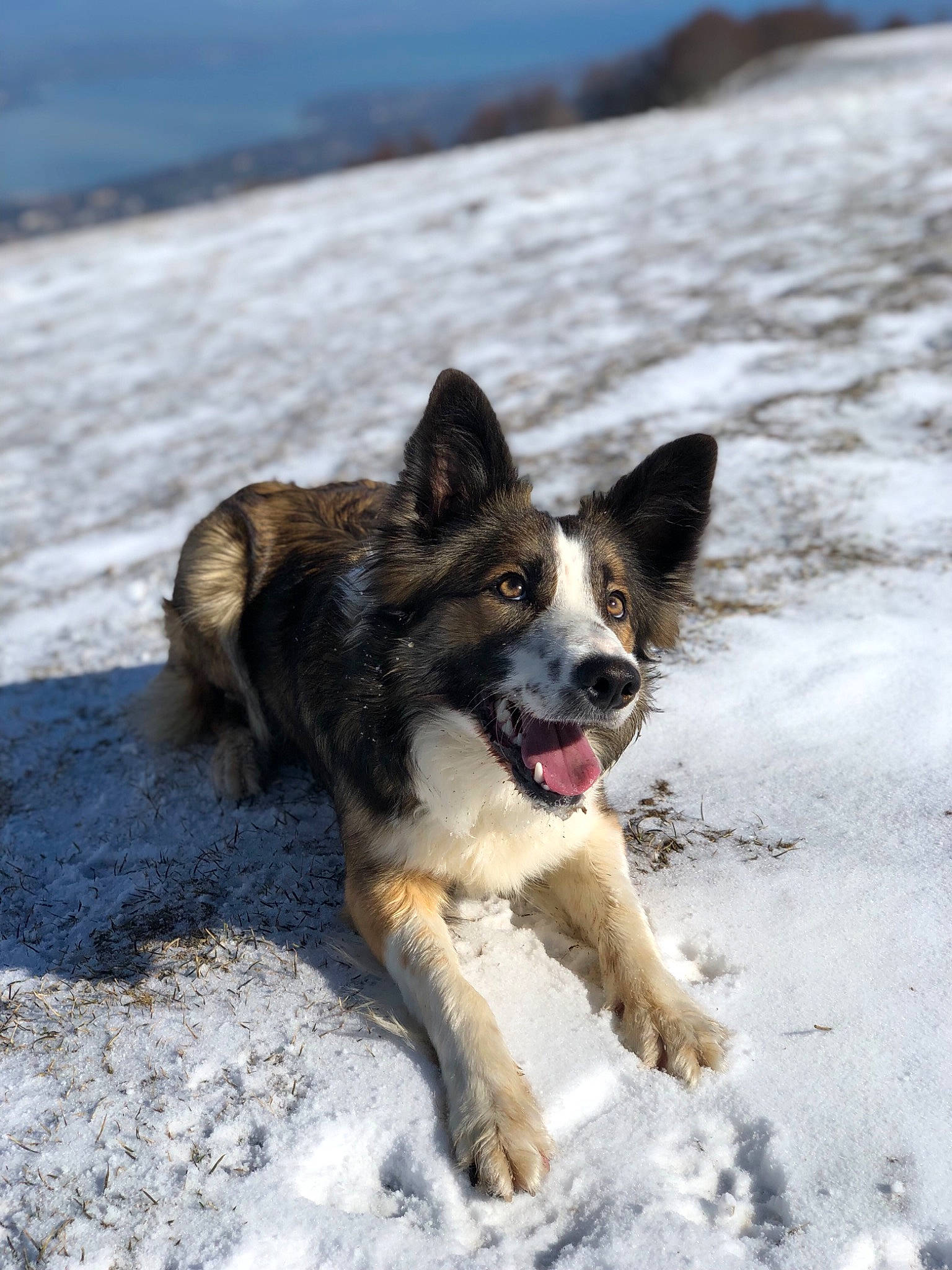 Night a rejoint le concours — aidez-le/la à gagner de superbes lots ! canidae, carnivore, dog, dog_breed, herding_dog, sky, snow, sporting_group, winter, working_dog