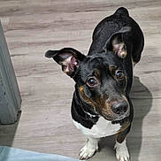 Princess joined the competition — help win amazing prizes! dog, pet, indoor, curious, black_dog, brown_dog, white_paws, ears, floor, wooden_floor, looking_up, canine, companion, animal, domestic, cute, alert, standing, house, portrait