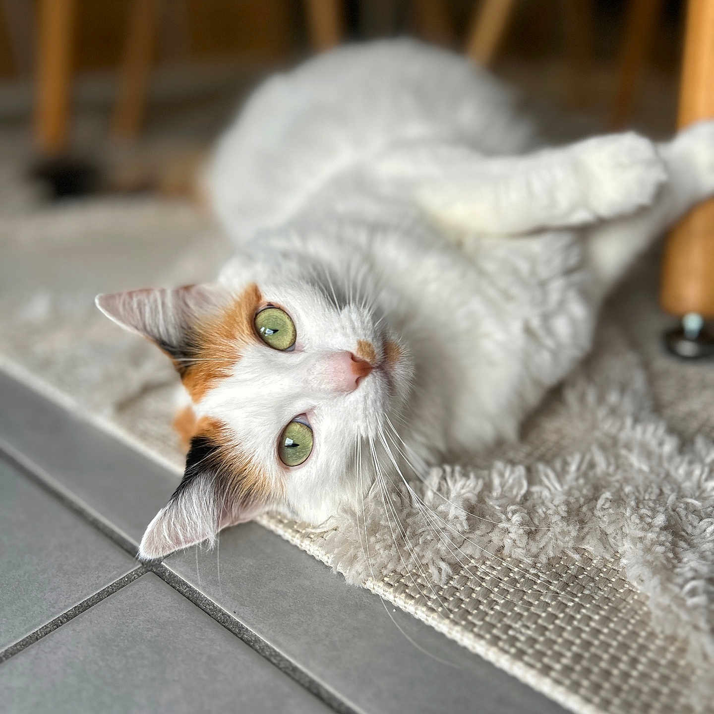 Kiara participe au concours pour gagner de l'argent avec cette photo : abyssinian, angora, animal, blanket, cat, hardwood, indoors, kitten, manx, person, pet, siamese, sleeping, towel, wood