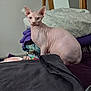 sphynx_cat, hairless_cat, cat, pet, indoor, blankets, pile, folded_clothes, furniture, chair, purple_blanket, gray_blanket, curious, looking_at_camera, animal, wrinkled_skin, cozy, domestic, soft_lighting, home