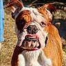 animal, brown, bulldog, canine, closeup, collar, dog, ears, expression, face, fur, grass, muzzle, nature, outdoor, pet, portrait, sunlight, teeth, white