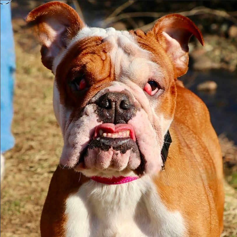 Mustang Sally is registered to the contest to win money with this photo: animal, brown, bulldog, canine, closeup, collar, dog, ears, expression, face, fur, grass, muzzle, nature, outdoor, pet, portrait, sunlight, teeth, white
