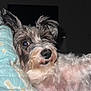 Lulu is registered to the contest to win money with this photo: dog, pet, animal, fur, black_and_white, blanket, resting, indoor, cute, relaxed, close_up, canine, mammal, portrait, whiskers, snout, ears, bedroom, soft, companion