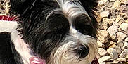 Lulu is registered to the contest to win money with this photo: dog, black_and_white, flower, collar, pet, outdoor, rocks, sunlight, fur, cute, animal, close_up, small_dog, relaxed, accessory, portrait, nature, daylight, canine, pink_flower