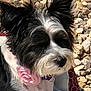 dog, black_and_white, flower, collar, pet, outdoor, rocks, sunlight, fur, cute, animal, close_up, small_dog, relaxed, accessory, portrait, nature, daylight, canine, pink_flower