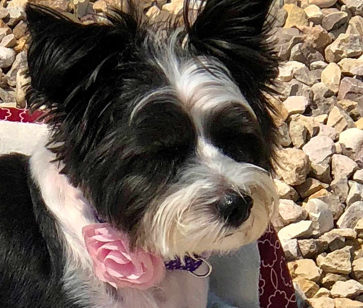 Lulu