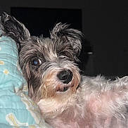 Lulu is registered to the contest to win money with this photo: dog, pet, animal, fur, black_and_white, blanket, resting, indoor, cute, relaxed, close_up, canine, mammal, portrait, whiskers, snout, ears, bedroom, soft, companion