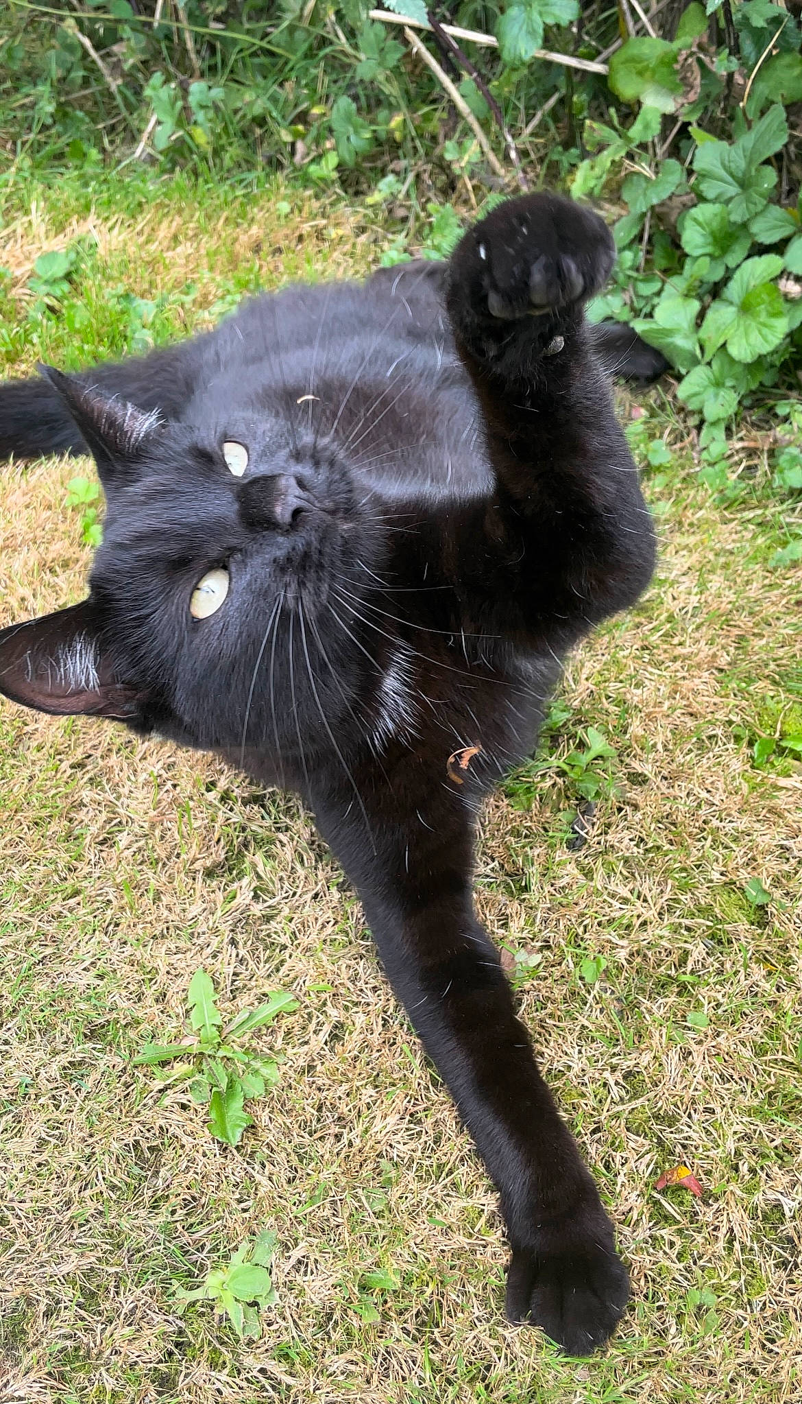 James is registered to the contest to win money with this photo: black_cat, bombay, carnivore, cat, claw, dog_breed, domestic_short_haired_cat, felidae, fur, grass, groundcover, paw, plant, small_to_medium_sized_cats, snout, tail, terrestrial_animal, tree, whiskers