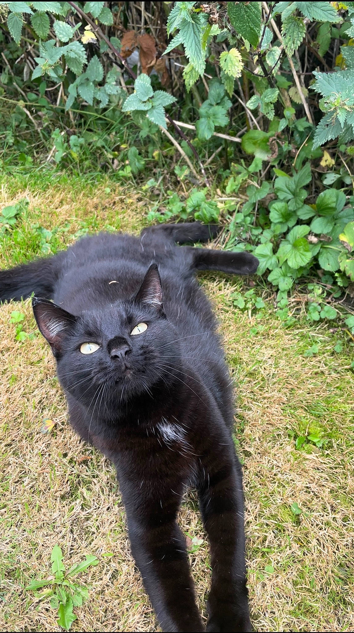 James joined the competition — help win amazing prizes! black_cat, bombay, carnivore, cat, claw, dog_breed, domestic_short_haired_cat, felidae, fur, grass, groundcover, plant, small_to_medium_sized_cats, snout, tail, terrestrial_animal, whiskers, wildlife