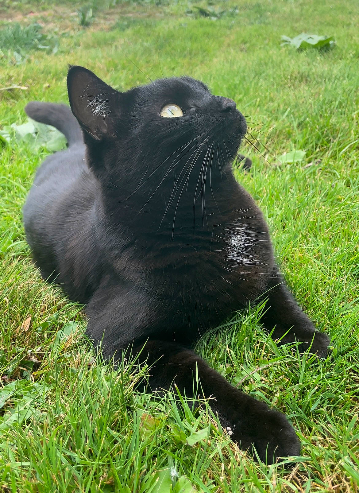 James joined the competition — help win amazing prizes! black_cat, bombay, carnivore, cat, domestic_short_haired_cat, felidae, fur, grass, groundcover, plant, small_to_medium_sized_cats, snout, tail, terrestrial_animal, whiskers, wildlife