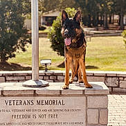 Cujo is registered to the contest to win money with this photo: dog, german_shepherd, veterans_memorial, monument, stone_wall, plaque, park, trees, grass, flagpole, harness, tongue_out, paws, sunlight, portrait, shallow_depth_of_field, outdoor, patriotism, paved_walkway, standing