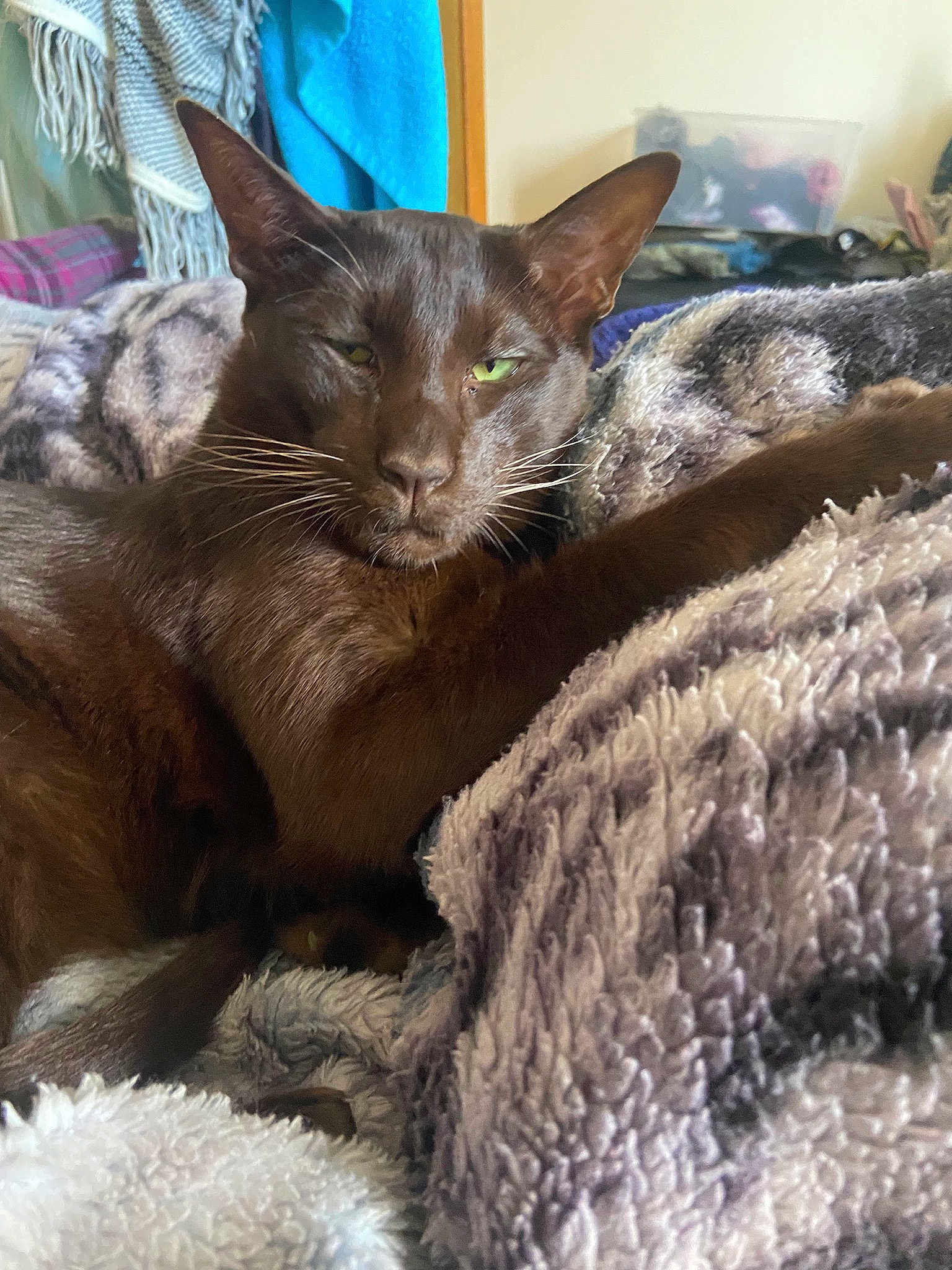 Floki