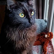 Luna a rejoint le concours — aidez-le/la à gagner de superbes lots ! animal, black_cat, blanket, cat, close_up, cozy, curious, domestic, fluffy_fur, fur, indoor, monkey_toy, natural_light, pet, plush_toy, side_view, soft_texture, whiskers, window, yellow_eyes