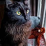 animal, black_cat, blanket, cat, close_up, cozy, curious, domestic, fluffy_fur, fur, indoor, monkey_toy, natural_light, pet, plush_toy, side_view, soft_texture, whiskers, window, yellow_eyes
