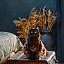 Luna participe au concours pour gagner de l'argent avec cette photo : animal, bedspread, black_cat, cat, cozy, decor, dried_grasses, floor, fluffy, furniture, home, indoor, pet, portrait, sitting, soft_light, vase, vintage, wooden_chest, yellow_eyes
