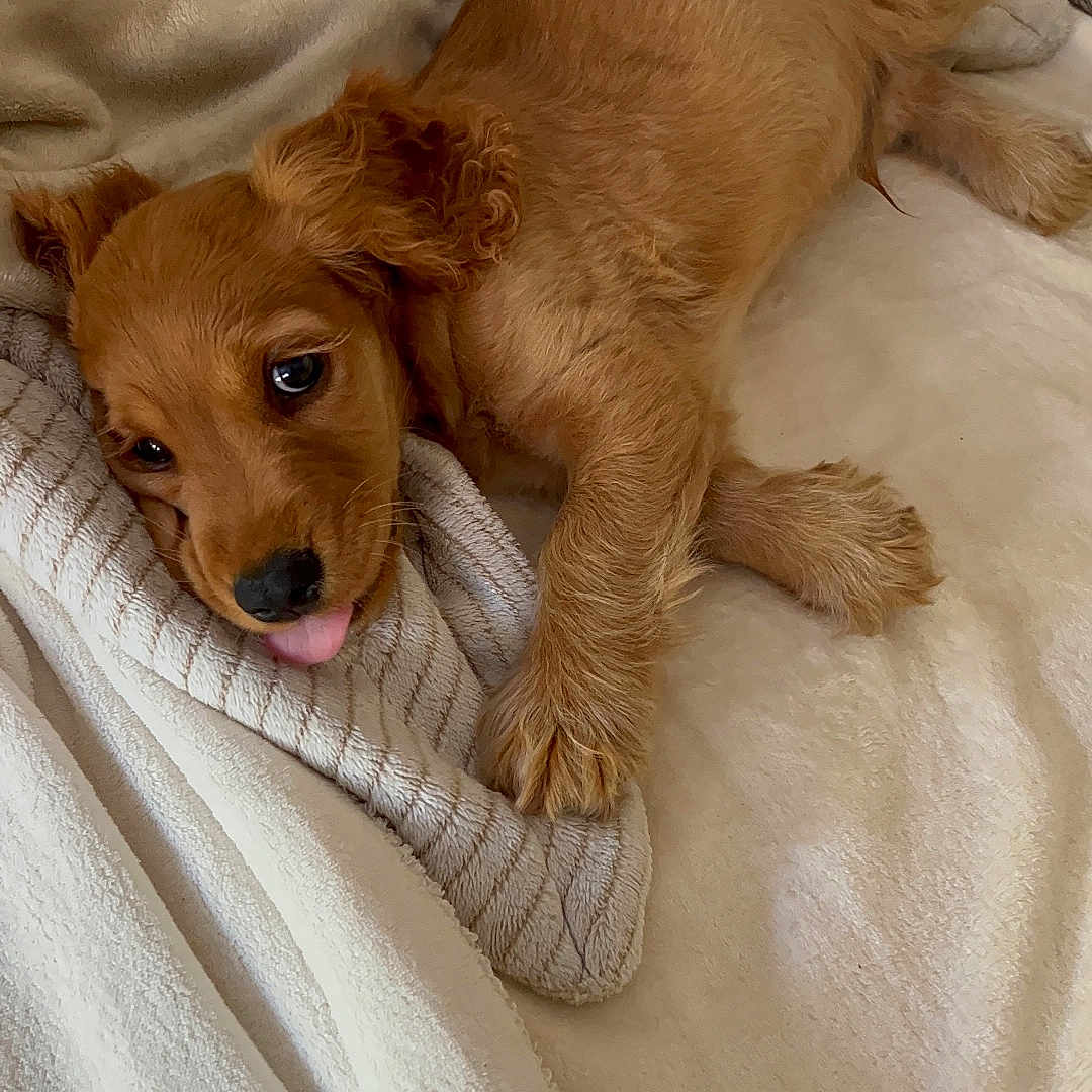 Achille participe au concours pour gagner de l'argent avec cette photo : animal, blanket, brown_fur, comfort, cozy, cute, dog, furry, indoor, lying_down, pet, puppy, relaxed, resting, sleepy, soft_texture, striped_fabric, tongue_out, warm, young_dog