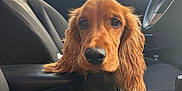 Achille a rejoint le concours — aidez-le/la à gagner de superbes lots ! dog, puppy, car_interior, seat, window, rain_drops, leash, black_seat, dog_hair, steering_wheel, car_door, fur, pet, animal, cute, brown_dog, long_ears, closeup, vehicle, inside_car