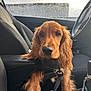 dog, puppy, car_interior, seat, window, rain_drops, leash, black_seat, dog_hair, steering_wheel, car_door, fur, pet, animal, cute, brown_dog, long_ears, closeup, vehicle, inside_car