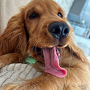 Achille participe au concours pour gagner de l'argent avec cette photo : dog, golden_retriever, puppy, tongue, close_up, cute, pet, animal, indoor, resting, soft_texture, blanket, fur, nose, whiskers, happy, playful, young, canine, portrait