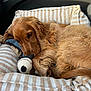 Achille participe au concours pour gagner de l'argent avec cette photo : dog, golden_retriever, pet_bed, striped_bed, plush_toy, car_interior, door_handle, relaxed, sleepy, furry, canine, cozy, resting, close_up, animal, domestic_animal, brown_fur, curly_fur, indoor, comfort