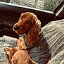 Achille participe au concours pour gagner de l'argent avec cette photo : dog, golden_brown, raincoat, car_seat, window, looking_back, pet, fur, ears, tail, curled_up, comfort, indoor, vehicle, seat_cover, collar, cute, animal, companion, cozy