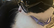 Iris is registered to the contest to win money with this photo: cat, black_and_white, glasses, collar, pet, indoor, feline, whiskers, close_up, soft_blanket, cute, animal, domestic, portrait, cozy, resting, eyewear, side_view, comfortable, household
