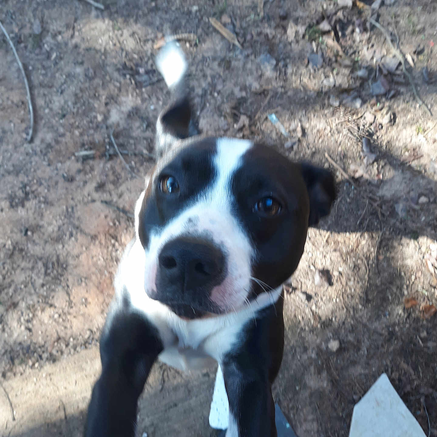 Kronix joined the competition — help win amazing prizes! animal, black_and_white, canine, closeup, curious, daylight, dirt, dog, ears, expression, fur, jumping, leaves, motion_blur, nature, outdoor, pet, playful, snout, tail