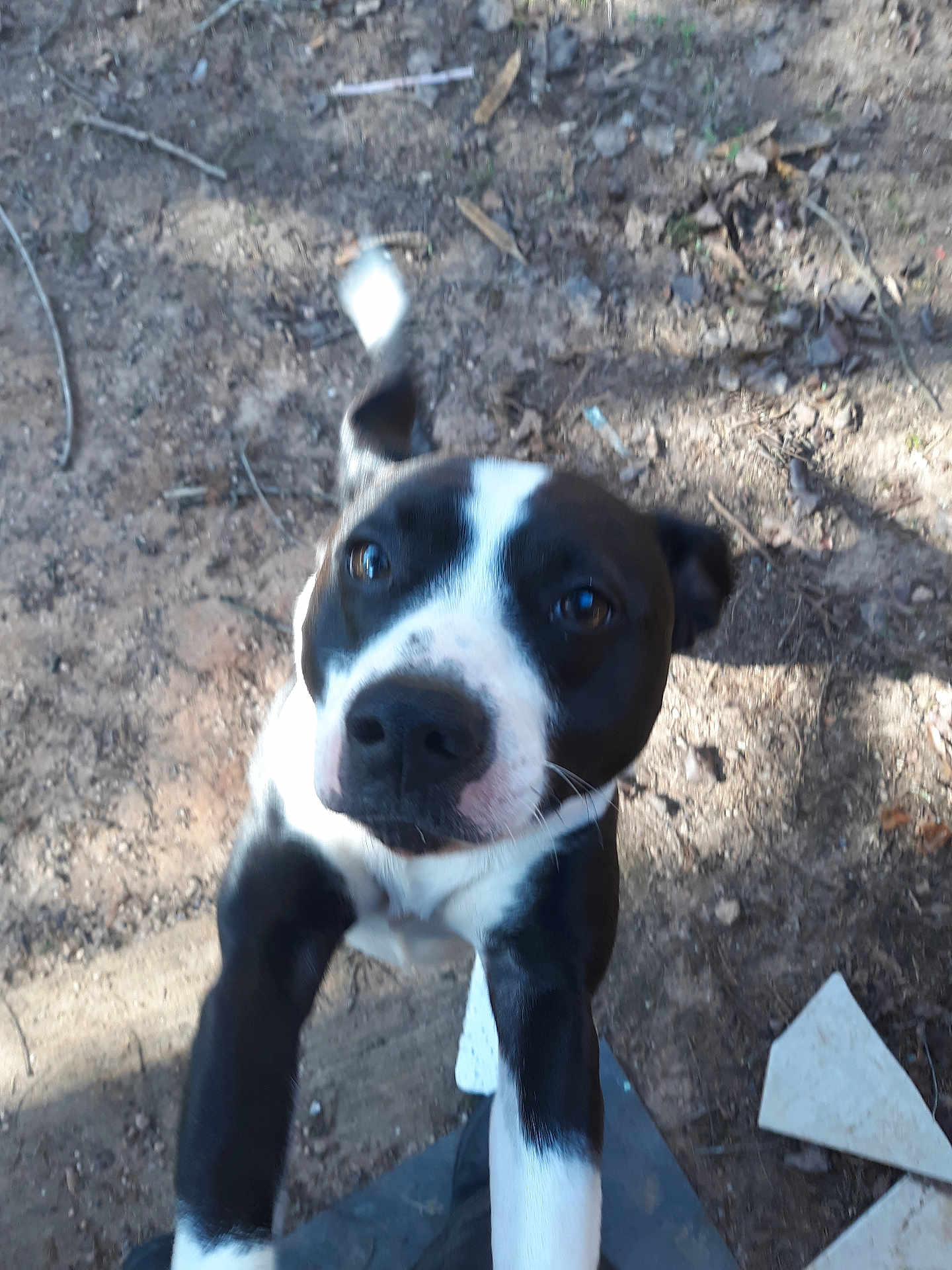 Kronix joined the competition — help win amazing prizes! dog, black_and_white, playful, outdoor, dirt, leaves, animal, pet, canine, jumping, tail, fur, nature, closeup, expression, motion_blur, curious, ears, snout, daylight