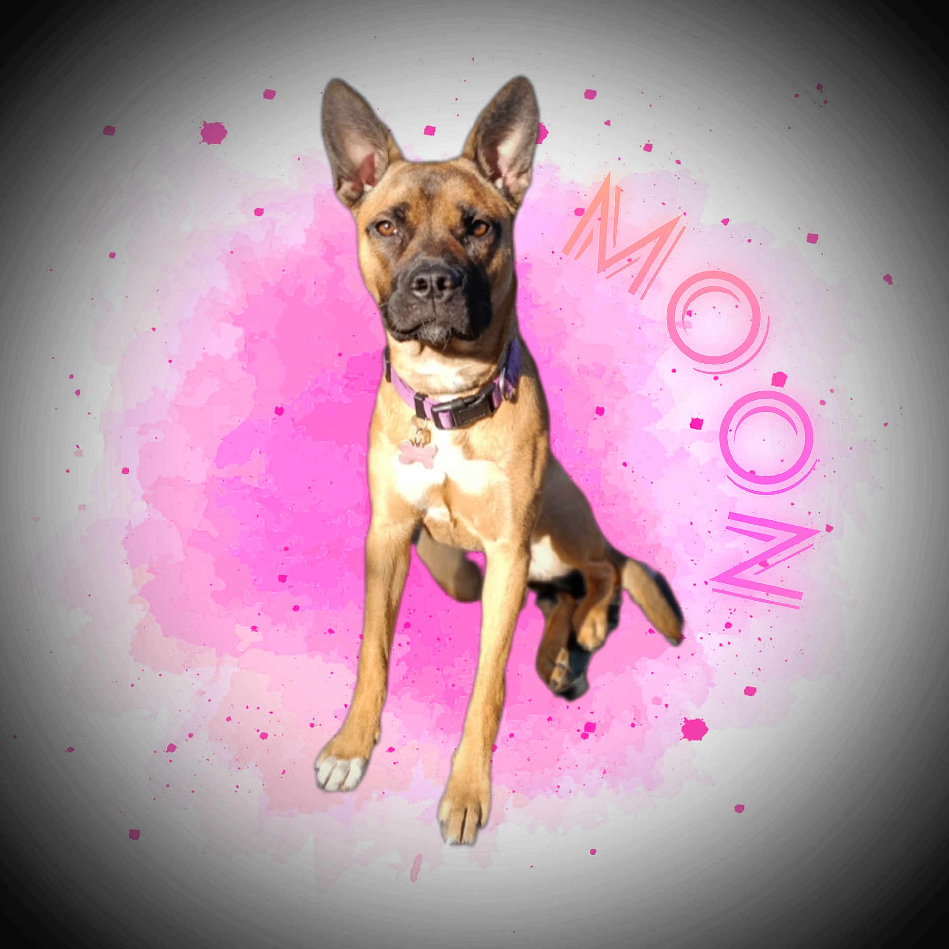 Moon a rejoint le concours — aidez-le/la à gagner de superbes lots ! animal, bostonbull, boxer, bulldog, canine, dog, frenchbulldog, germanshepherd, hound, pet, pitbull, pug, puppy, purple, snout