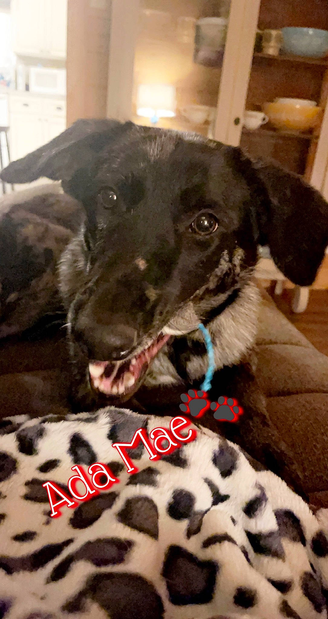 Ada is registered to the contest to win money with this photo: canidae, carnivore, collar, companion_dog, dog, dog_breed, dog_collar, dog_supply, fur, pet_supply, snout, sporting_group, tongue, tooth, vertebrate, whiskers, working_animal, working_dog