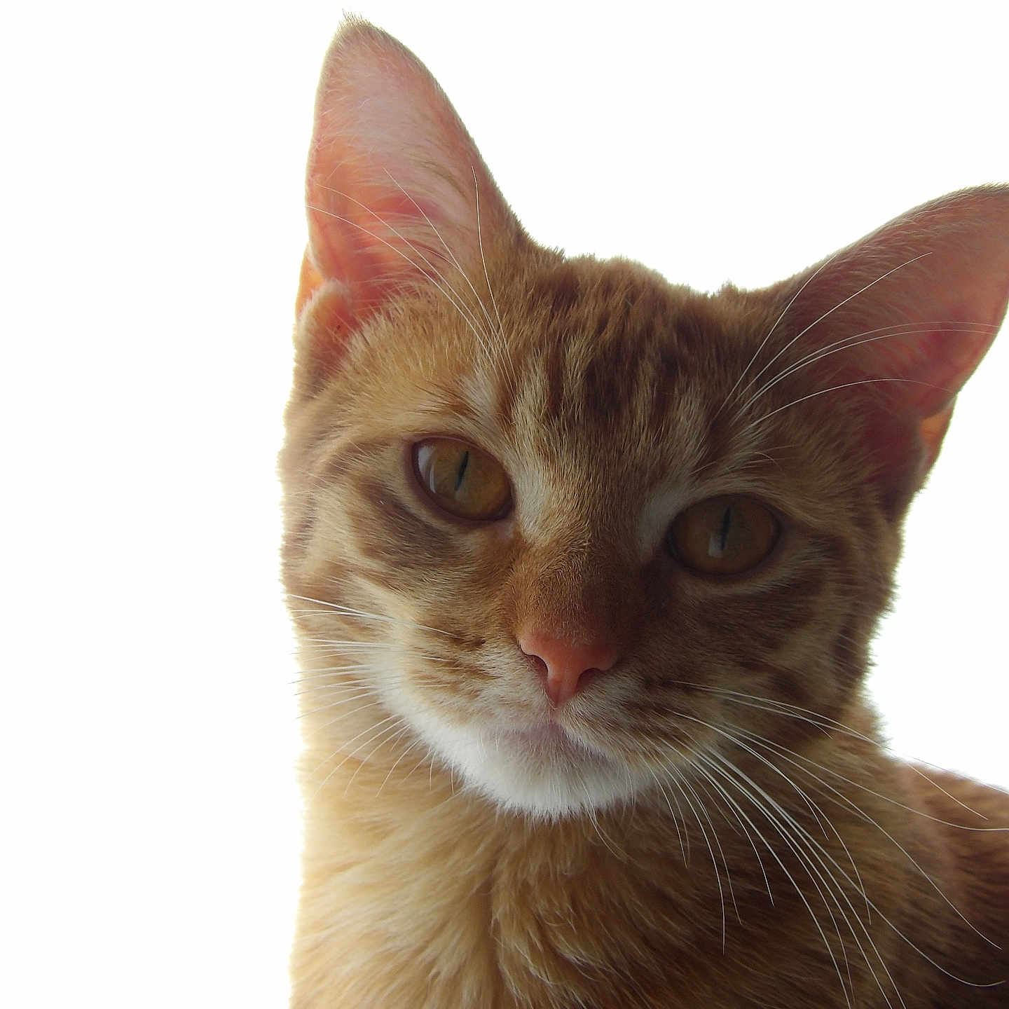 Erza a rejoint le concours — aidez-le/la à gagner de superbes lots ! cat, ginger_cat, close_up, portrait, whiskers, ears, fur, animal, pet, feline, cute, domestic_cat, face, looking_at_camera, isolated, white_background, soft_light, mammal, young_cat, alert