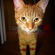 Erza a rejoint le concours — aidez-le/la à gagner de superbes lots ! cat, orange_tabby, whiskers, ears, yellow_eyes, curious, indoor, wooden_floor, pet, animal, feline, closeup, portrait, domestic_cat, standing, fur, face, eyes, nose, indoor_lighting