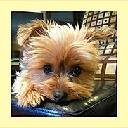 Macalee is registered to the contest to win money with this photo: dog, pet, cute, fluffy, portrait, indoor, resting, leather, cushion, brown, eyes, face, animal, cozy, small_dog, fur, looking, close_up, home, relaxed