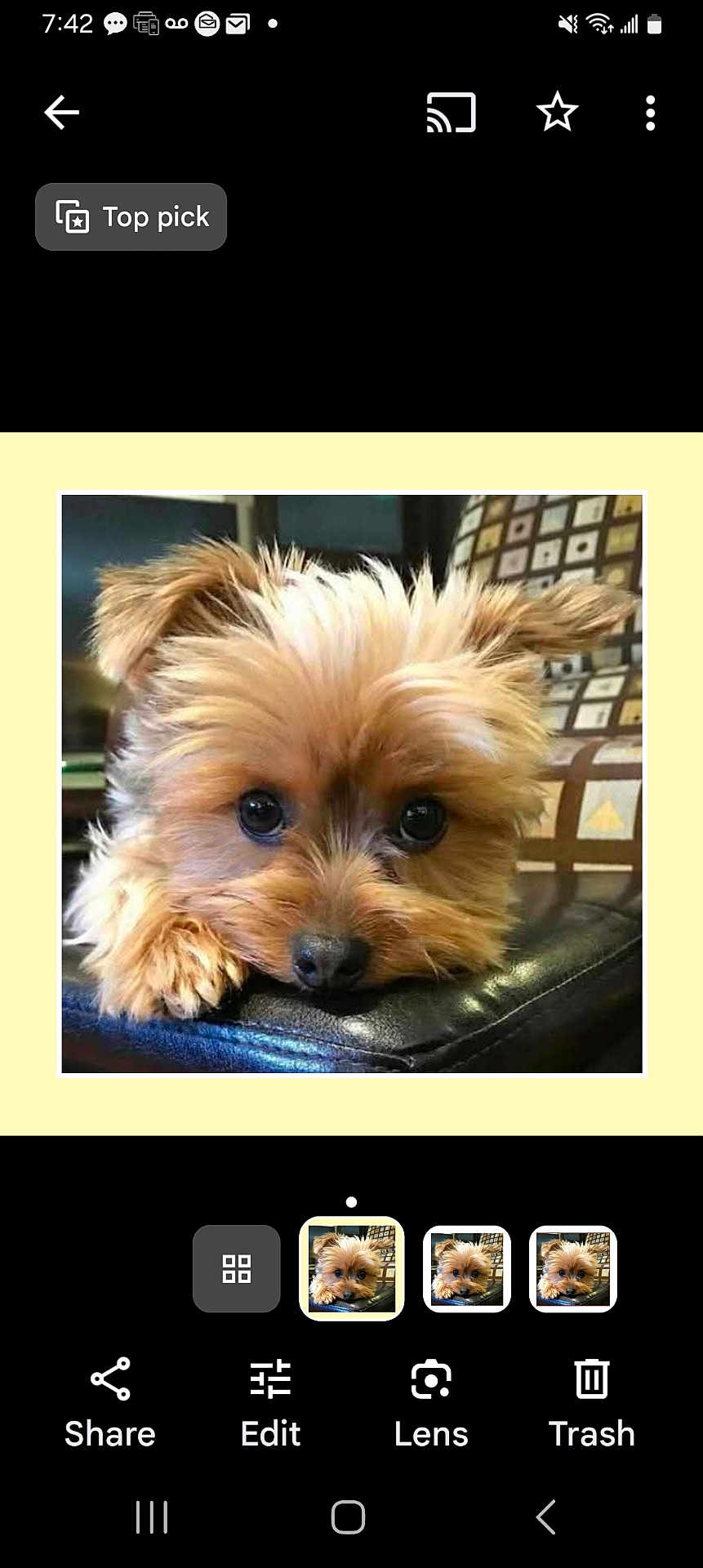 Macalee is registered to the contest to win money with this photo: dog, pet, cute, fluffy, portrait, indoor, resting, leather, cushion, brown, eyes, face, animal, cozy, small_dog, fur, looking, close_up, home, relaxed