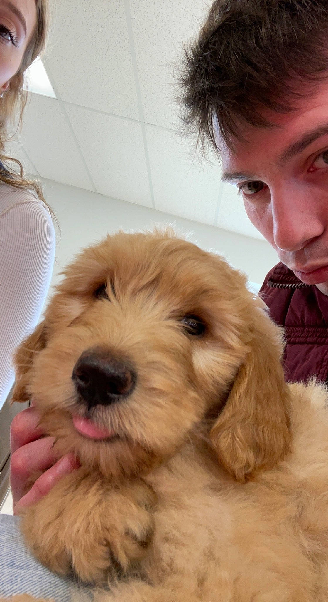 Liam is registered to the contest to win money with this photo: canidae, carnivore, companion_dog, dog, dog_breed, dog_collar, ear, eyewear, fur, liver, maltepoo, nose, paw, pet_supply, puppy_love, snout, sporting_group, terrier, toy_dog, working_animal