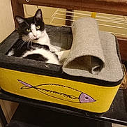 Marcel participe au concours pour gagner de l'argent avec cette photo : cat, black_and_white, pet, animal, indoor, cozy, felt_box, yellow, fish_design, mat, rolled_up, furniture, home, resting, relaxed, whiskers, ears, eyes, cart, wood