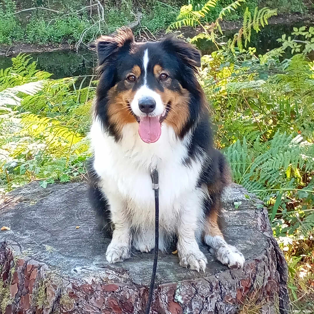 Tina a rejoint le concours — aidez-le/la à gagner de superbes lots ! dog, australian_shepherd, pet, animal, sitting, tongue_out, fluffy, tricolor, black_white_brown, happy, outdoors, forest, woodland, ferns, greenery, nature, tree_stump, leash, portrait, sunlight