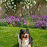 Tina a rejoint le concours — aidez-le/la à gagner de superbes lots ! dog, tricolor_dog, australian_shepherd, pet, sitting, tongue_out, happy, outdoor, garden, flowers, roses, purple_flowers, green_grass, daisies, stone_wall, leash, portrait, animal, daylight, landscape