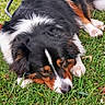 dog, puppy, tricolor, black_white_brown, fluffy, long_hair, lying_down, sleepy, relaxed, outdoor, grass, lawn, garden, daisies, flowers, folding_chair, pet, animal, close_up, portrait